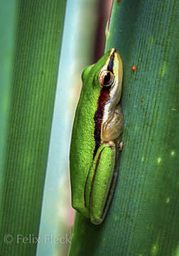 Image of Green Reed Frog