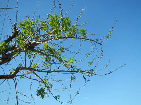 Image of hog plum