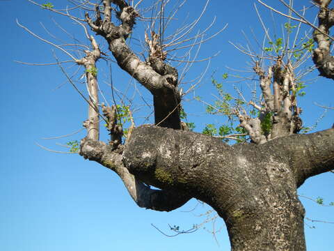 Image of hog plum