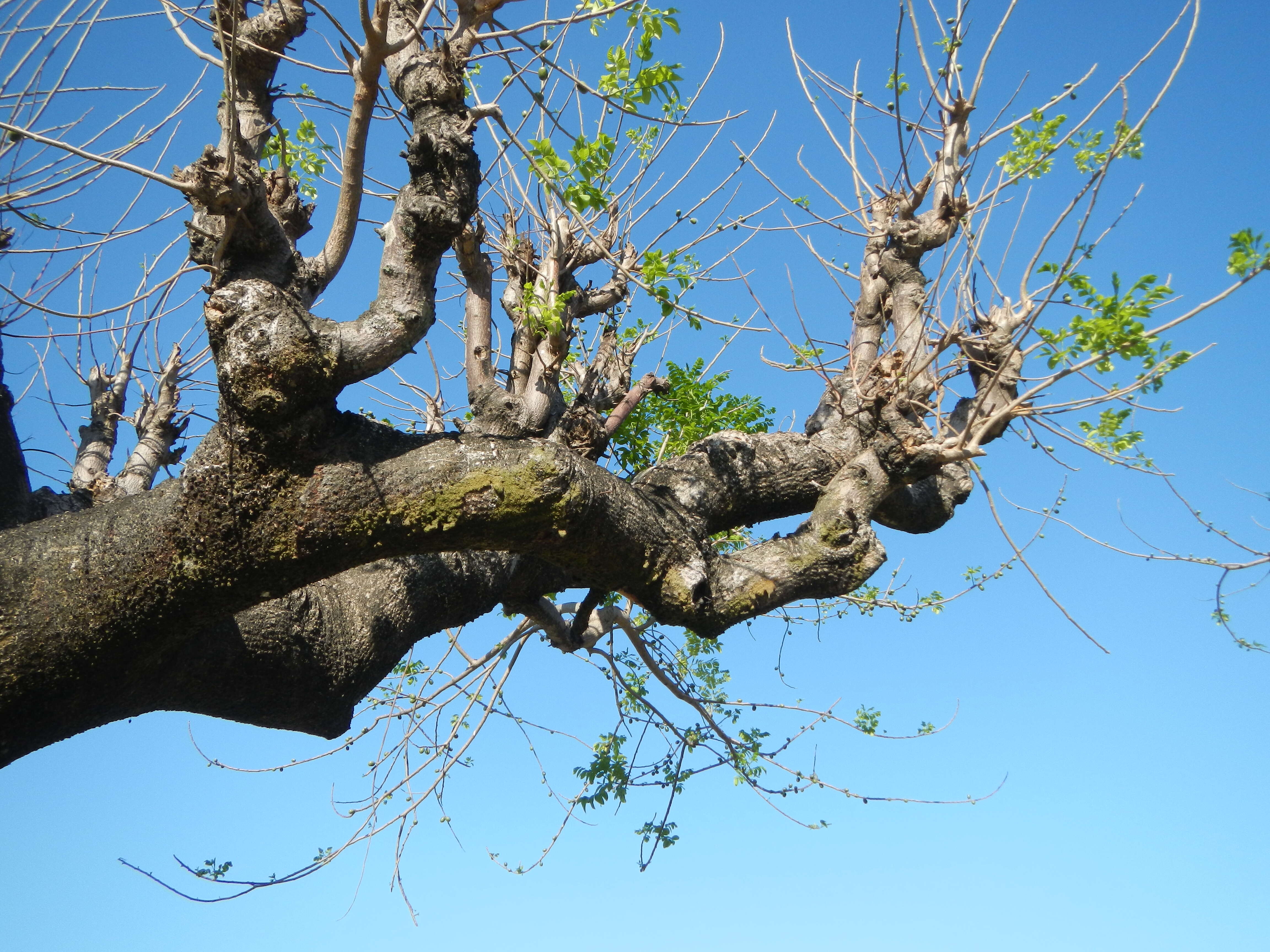 Image of hog plum