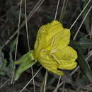 Sivun Oenothera odorata Jacq. kuva