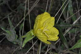 Image of Oenothera odorata Jacq.