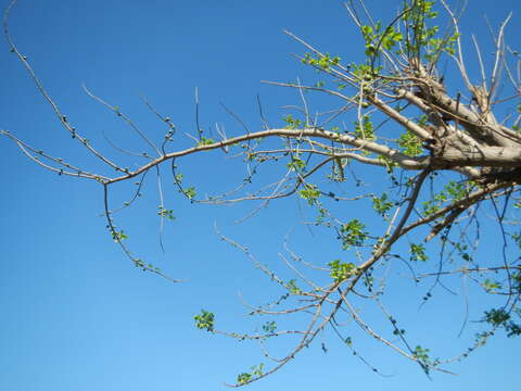 Image of hog plum