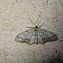 Image of Idaea obliquaria Turati 1913