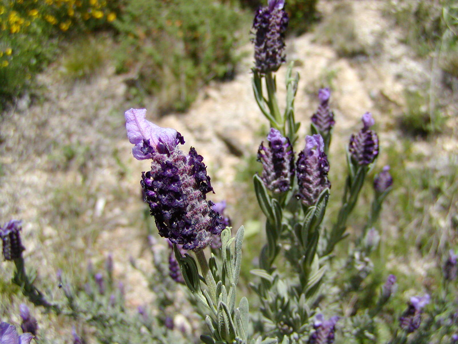 Image of French lavender