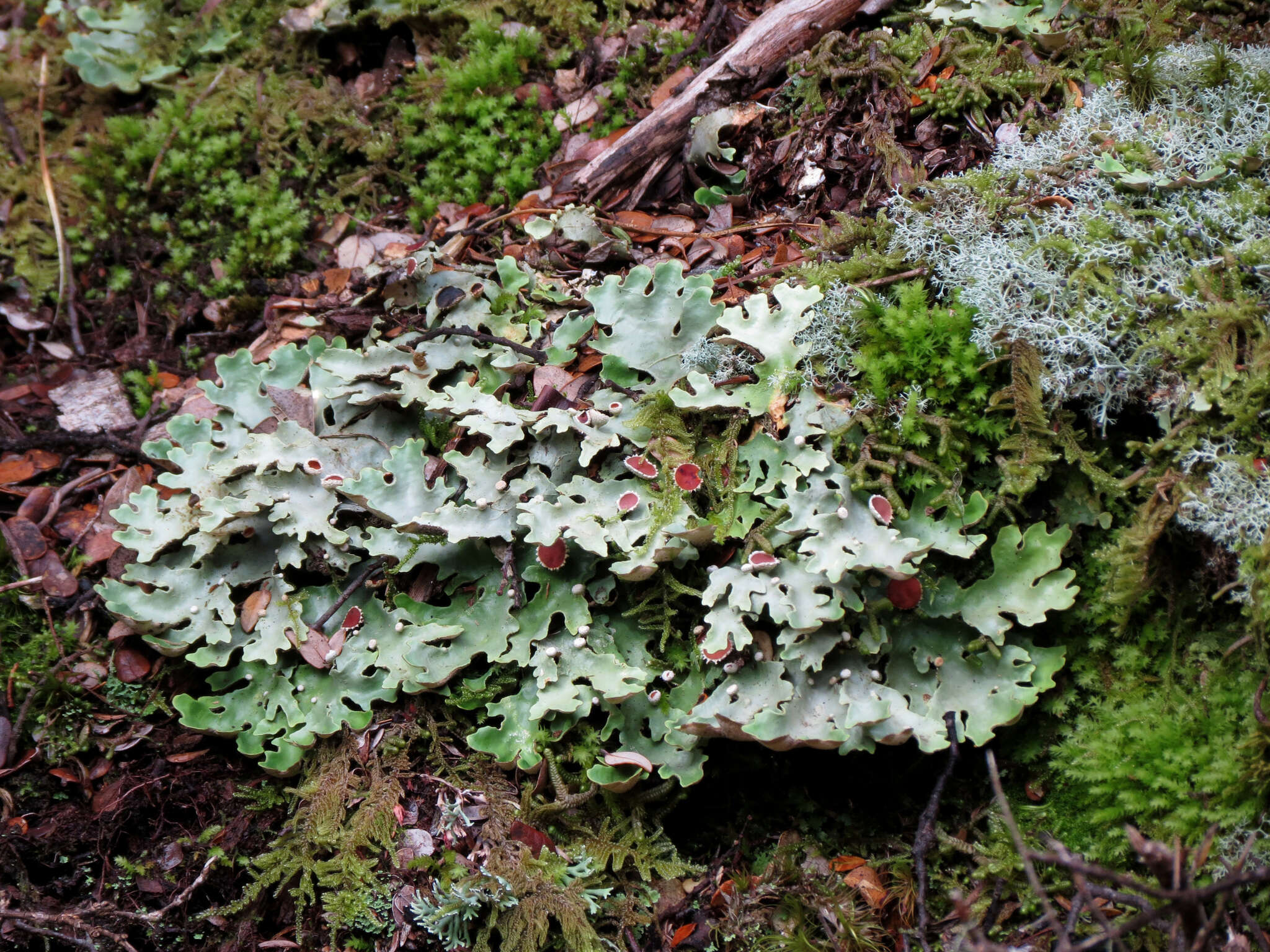 Image of Pseudocyphellaria homeophylla (Nyl.) Dodge