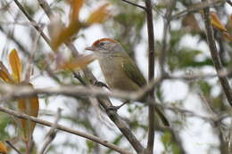 صورة Hylophilus amaurocephalus (Nordmann 1835)