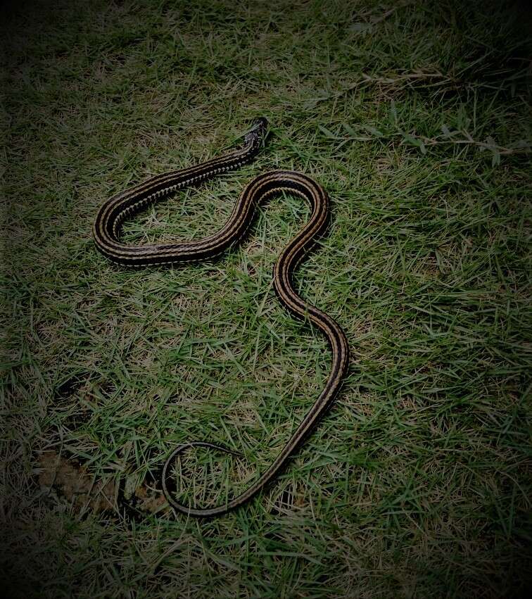 Image of Banded Keelback