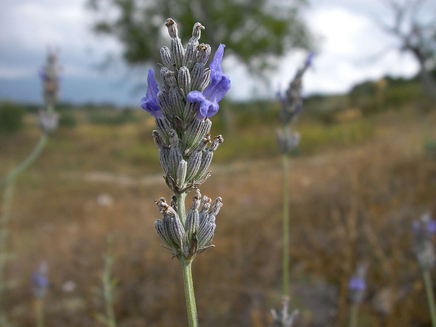 Image of Spike Lavendar