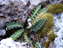 Plancia ëd Asplenium ceterach L.