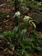 Image of Christmas orchid