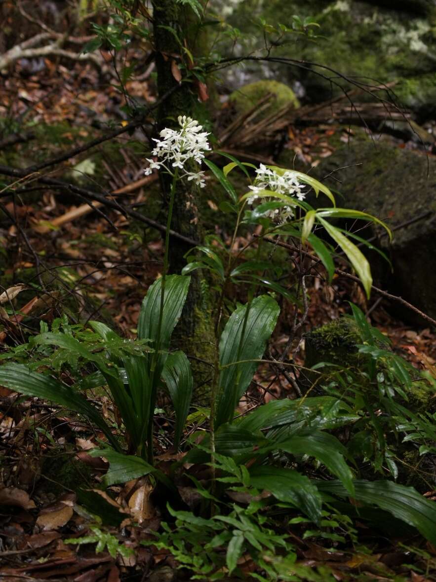 Image of Christmas orchid