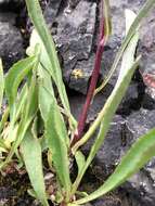 Image of Mt. Albert goldenrod