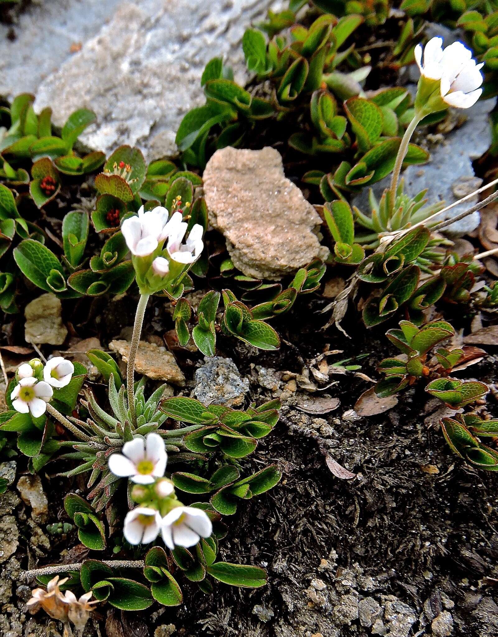 Image of Androsace adfinis subsp. puberula (Jordan & Fourr.) Kress