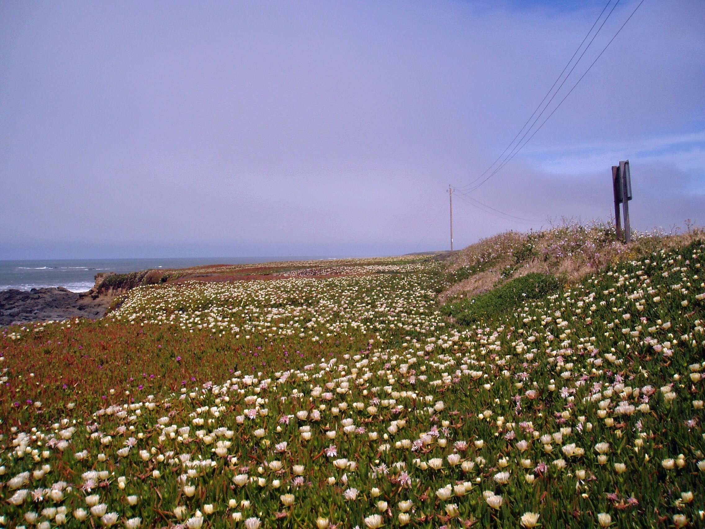 Image of hottentot fig