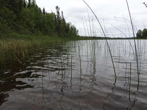 Image of slender bulrush