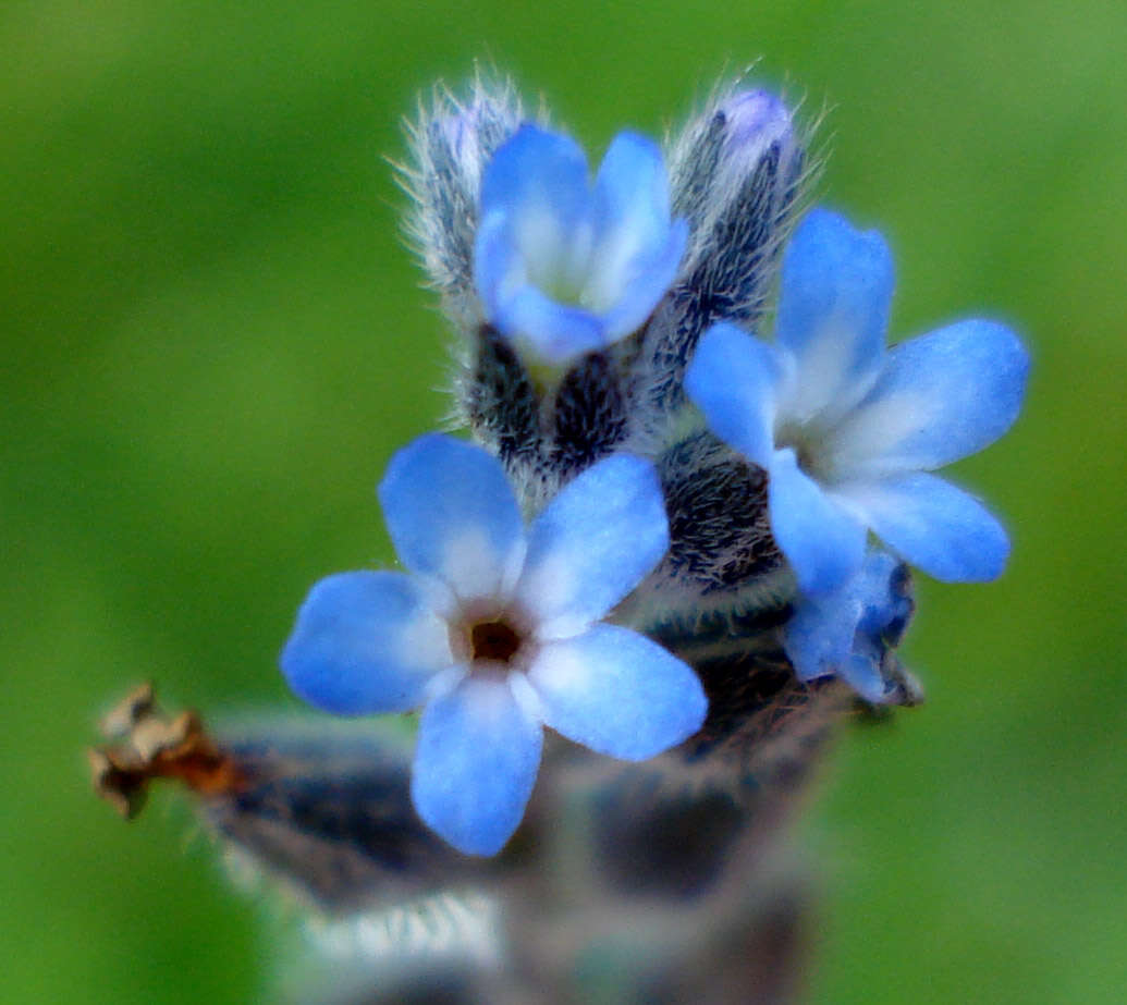 Image of strict forget-me-not