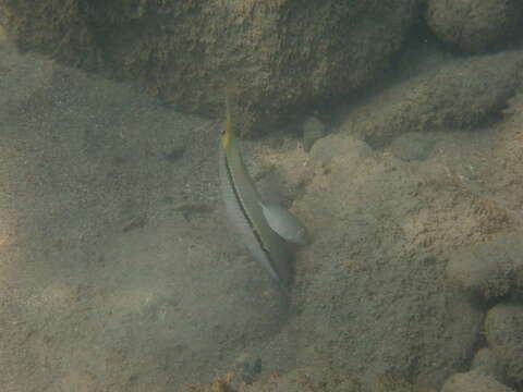 Image of Forsskal&#39;s goatfish