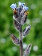 Image of strict forget-me-not