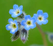 Image of Early Forget-me-not