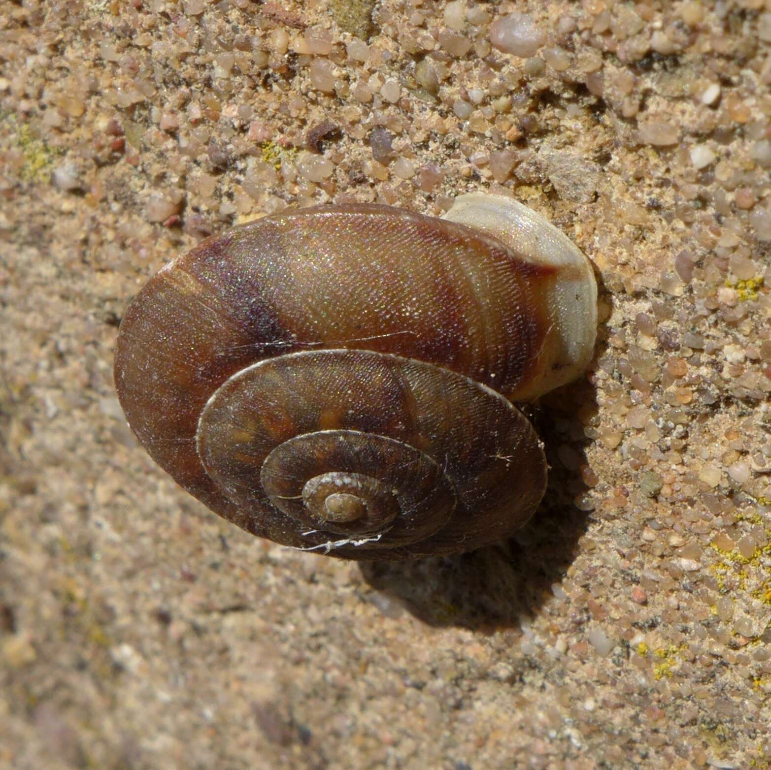 Image of Lapidary Snail