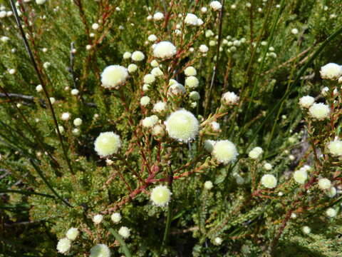 Image of Cape Flats Conebush