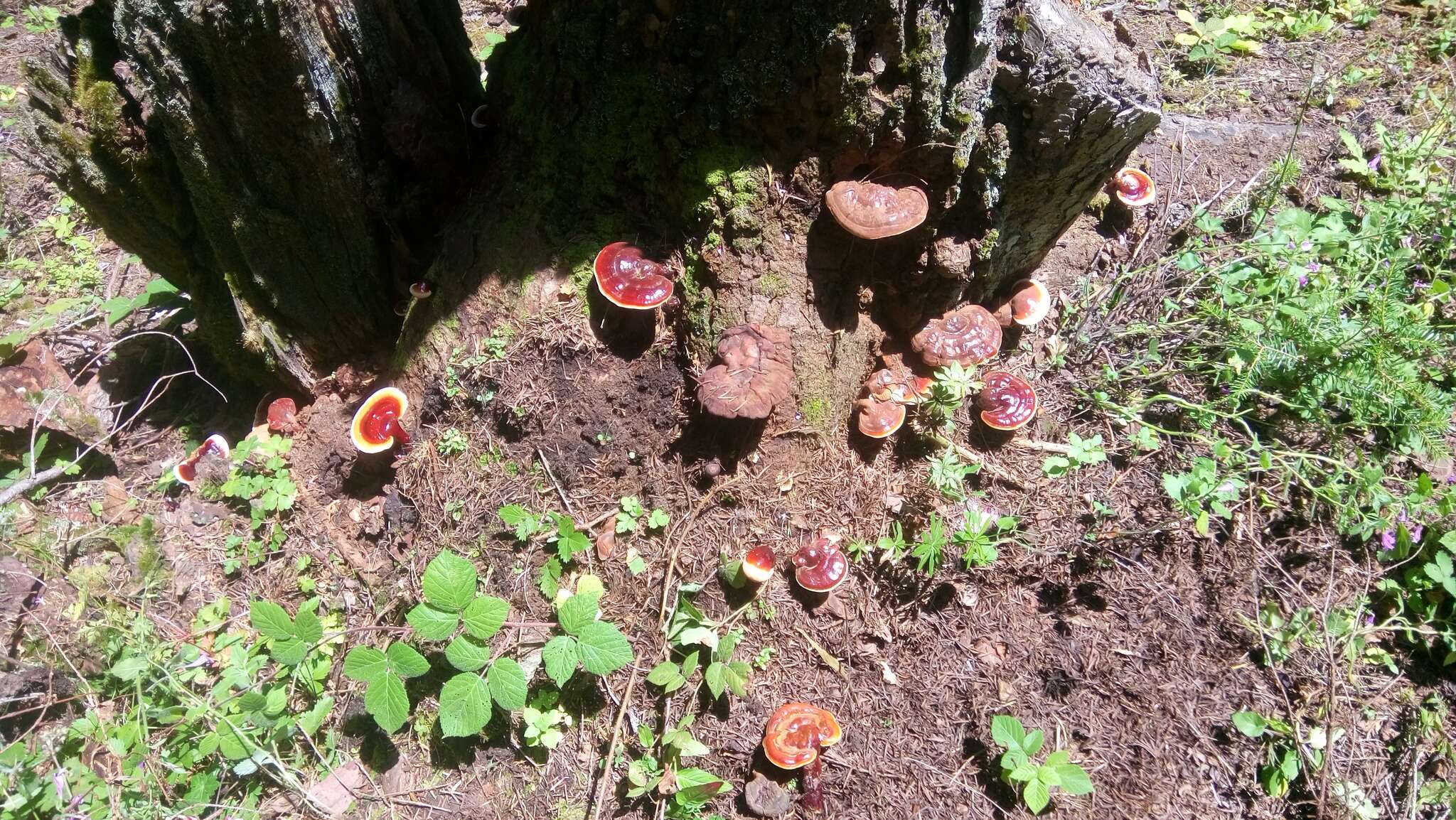 Image of lingzhi mushroom