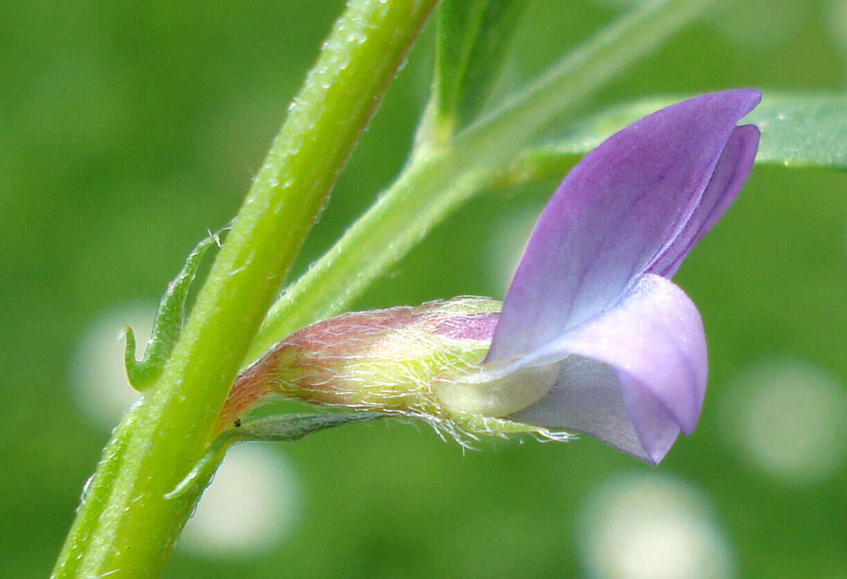 Imagem de Vicia lathyroides L.