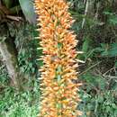 Image of Aechmea paniculigera (Sw.) Griseb.