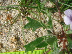 Image of Great Basin langloisia