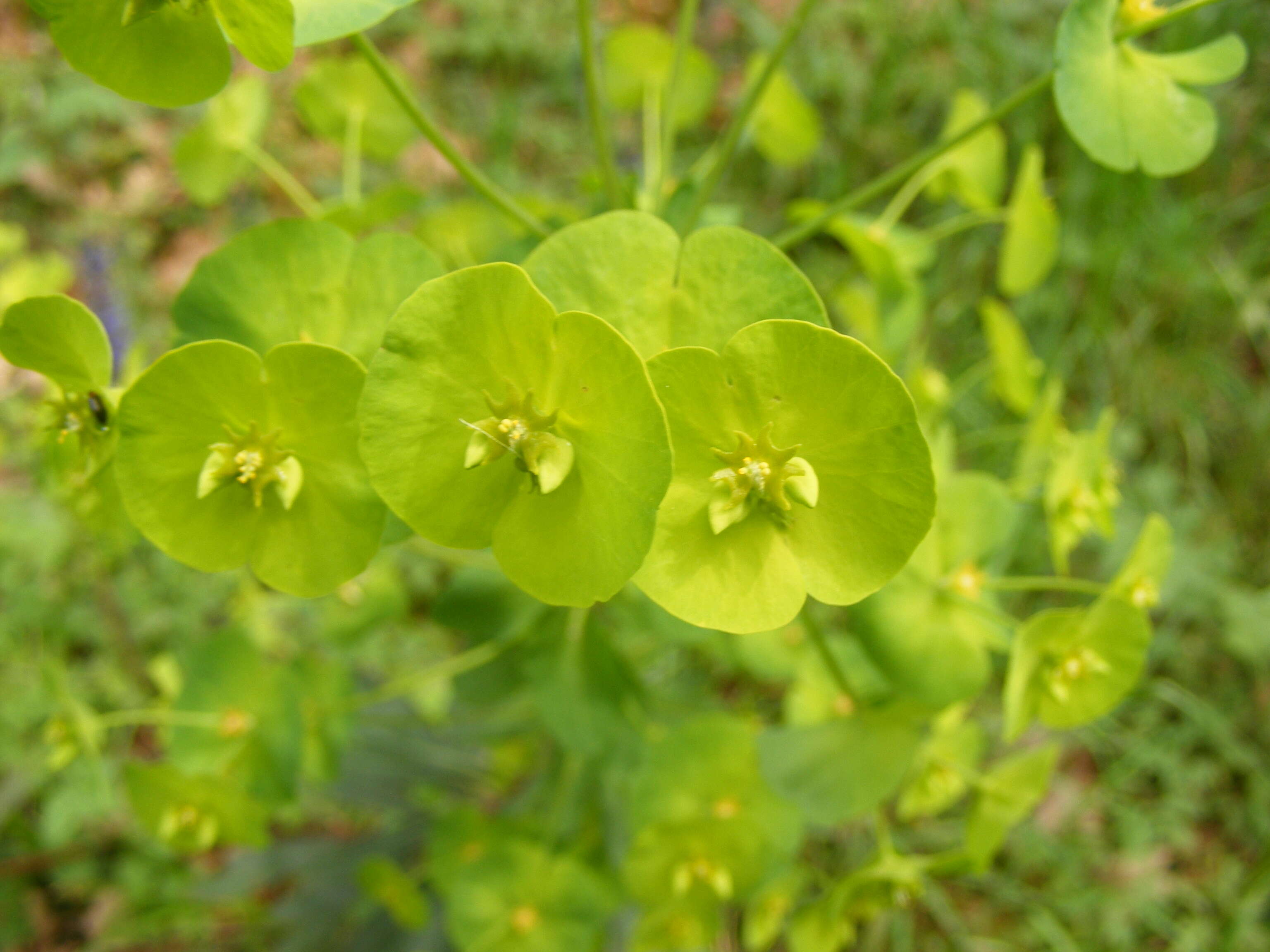 Image of Wood Spurge