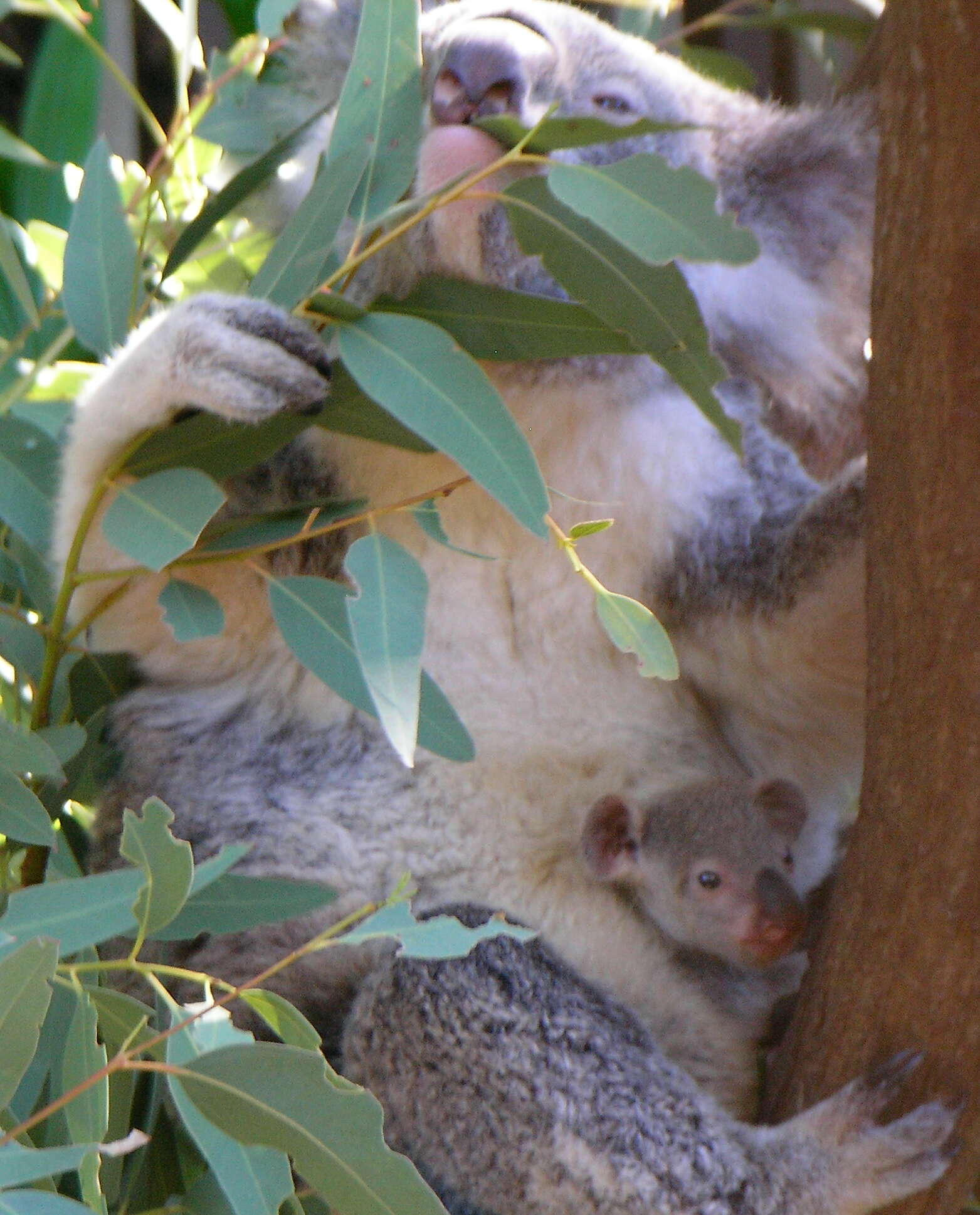 Image of koalas