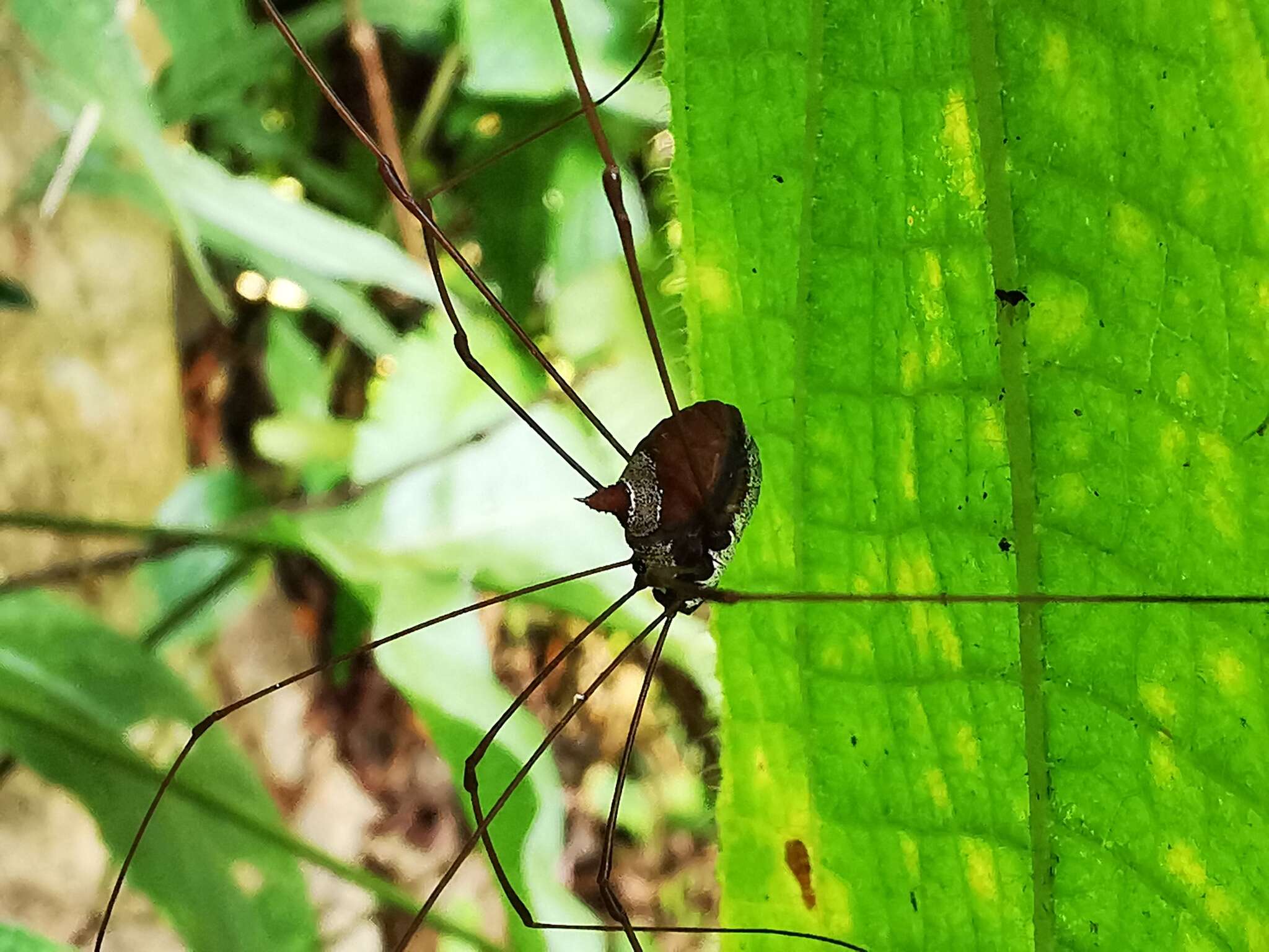 Image of <i>Marthana niveata</i>