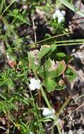 Image of Rough False Hedge-Nettle