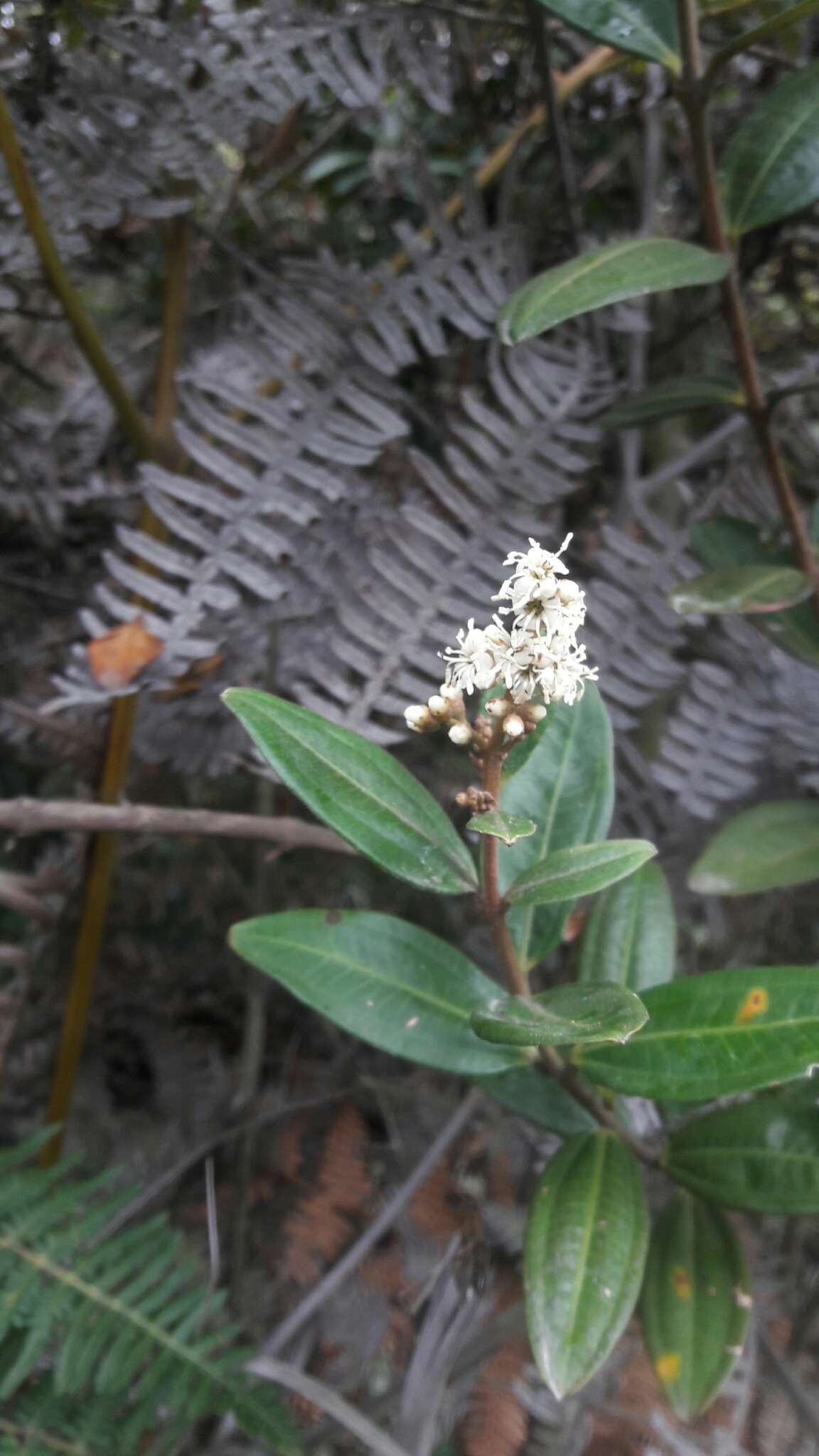 Image of Miconia squamulosa (Sm.) Triana