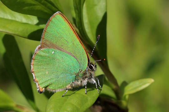 Image of Green Hairstreak