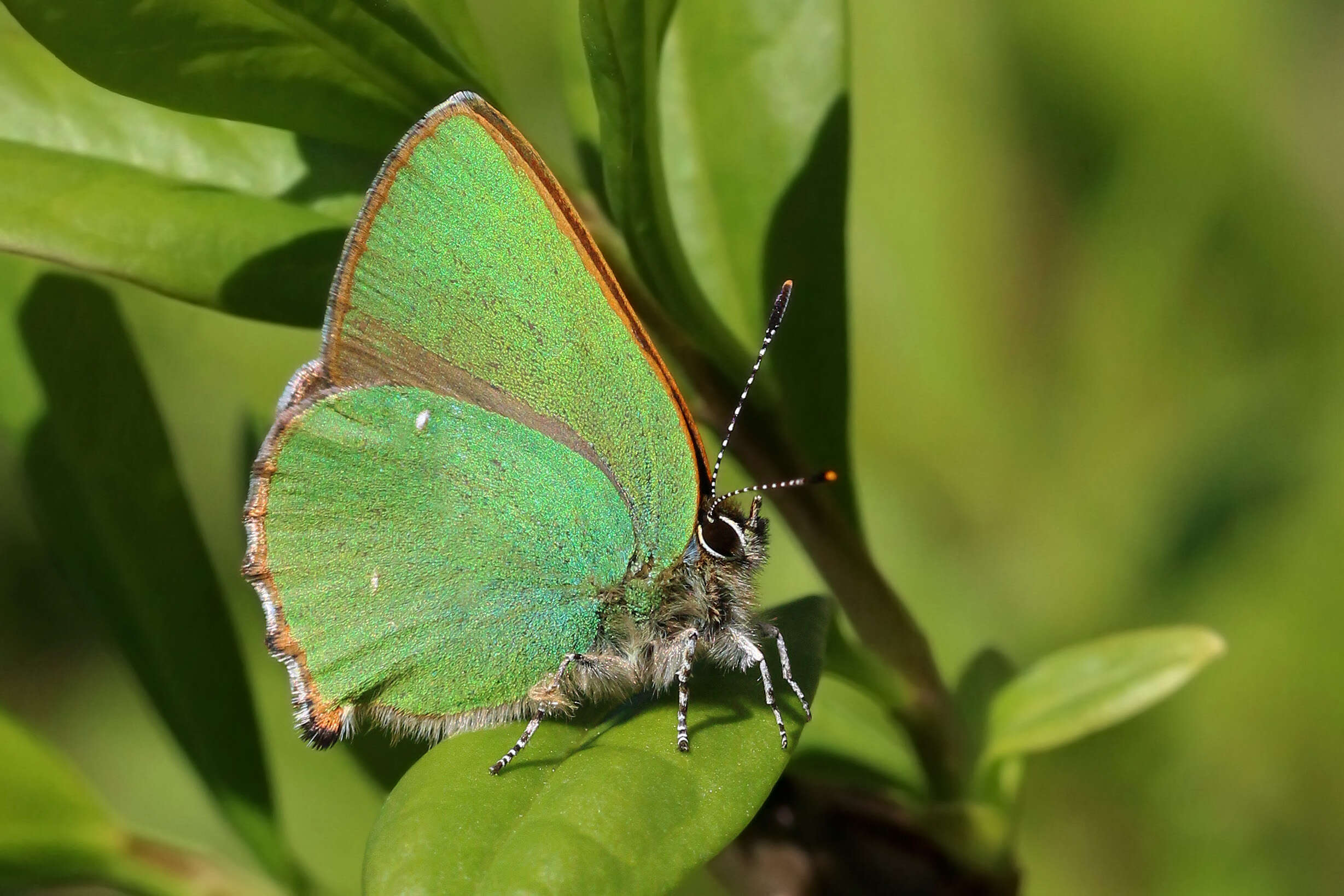 Plancia ëd Callophrys rubi (Linnaeus 1758)