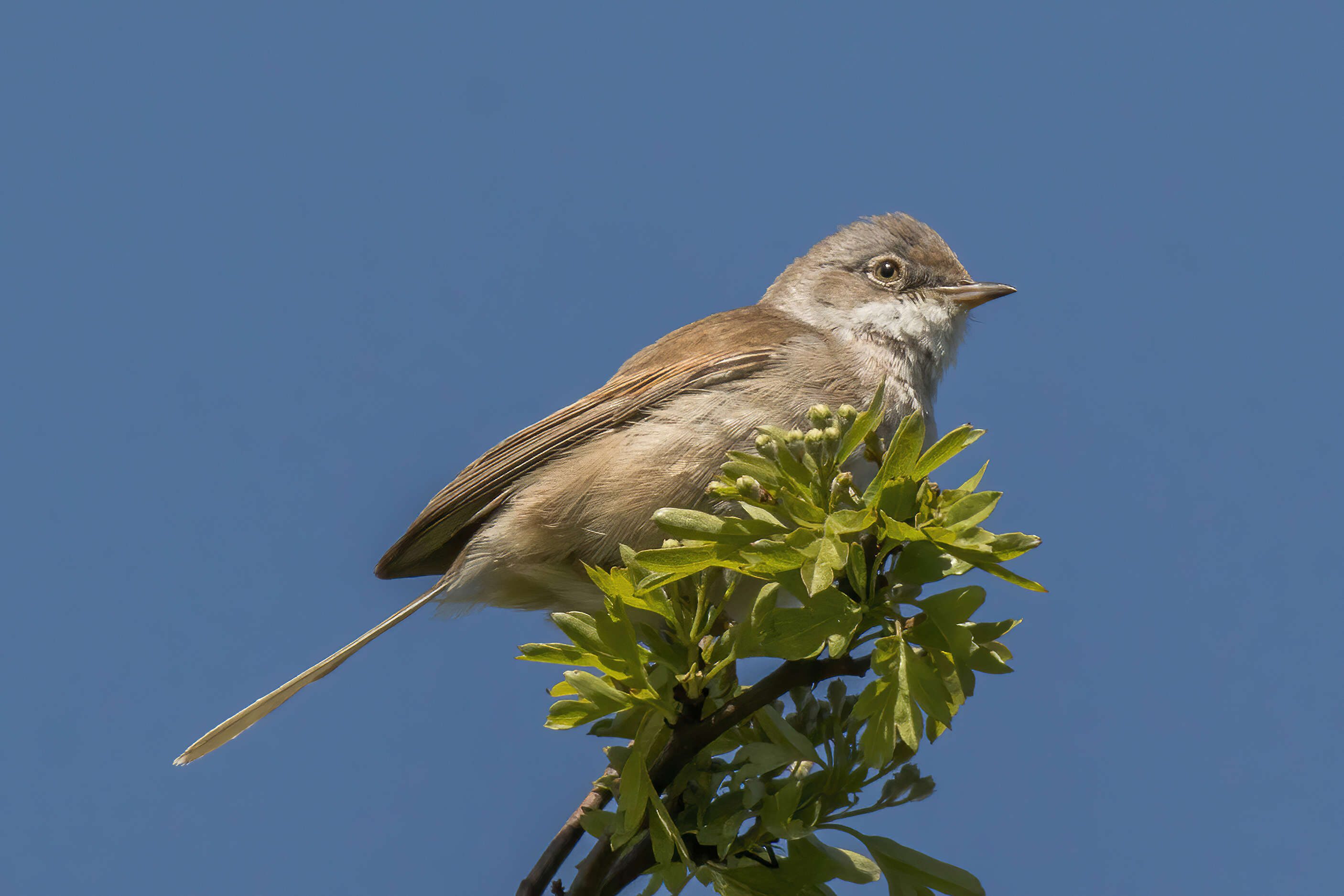 Image of Sylvia communis