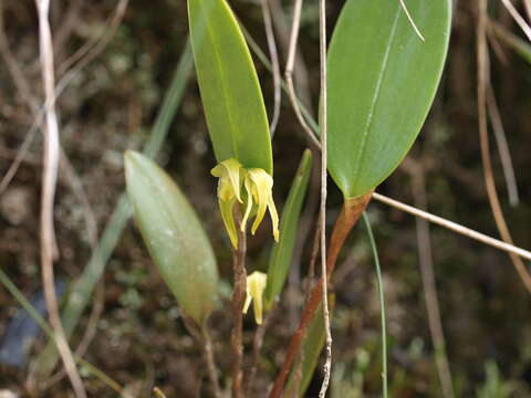 Image of Pleurothallopsis microptera (Schltr.) Pridgeon & M. W. Chase