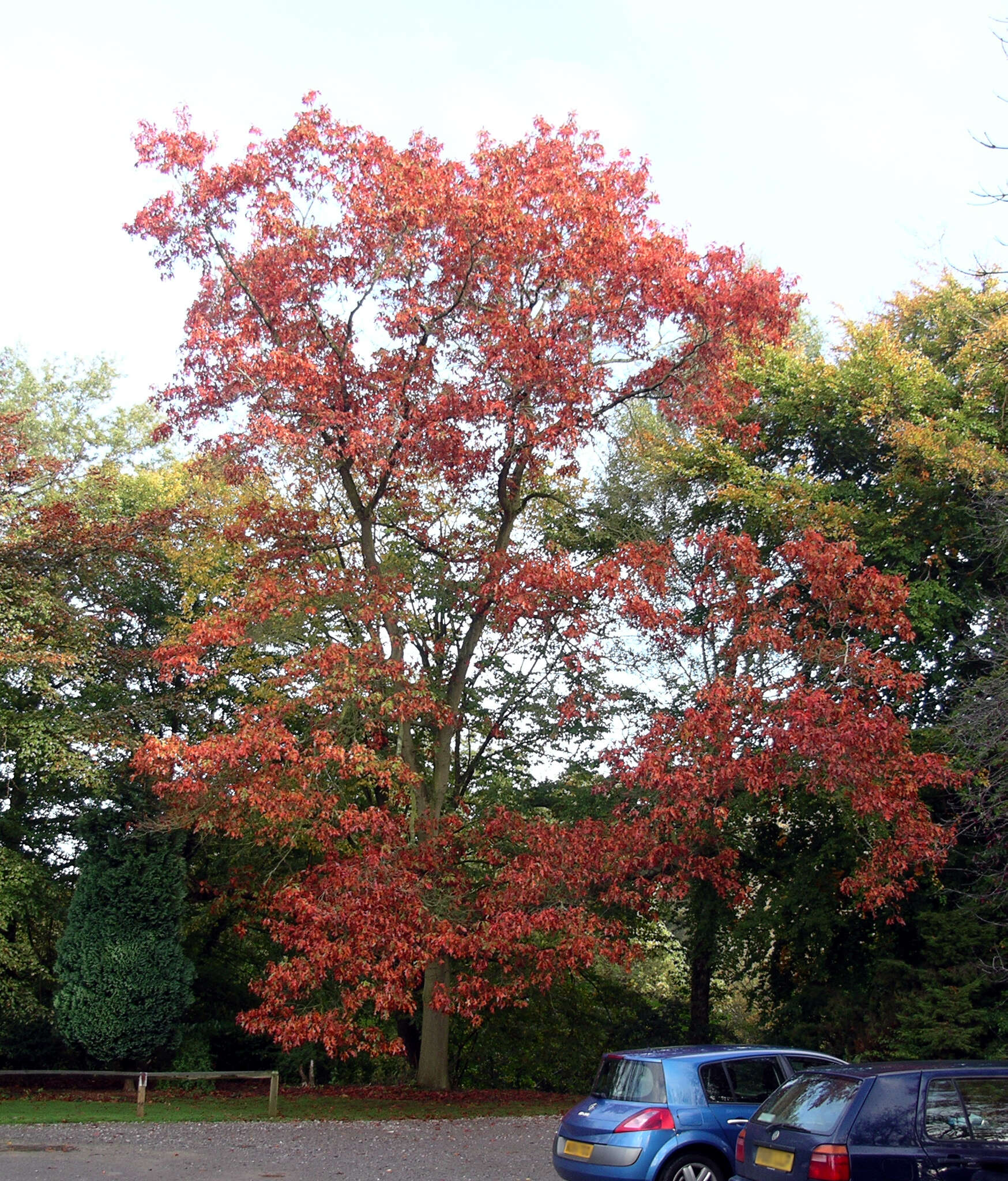 Image of Northern Red Oak