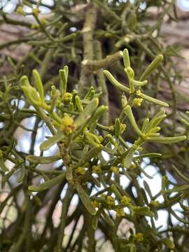 Image of Hawksworth's mistletoe