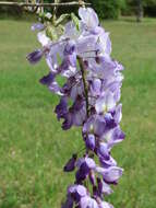 Image of Japanese wisteria