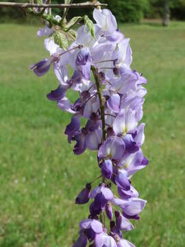 Plancia ëd Wisteria floribunda (Willd.) DC.