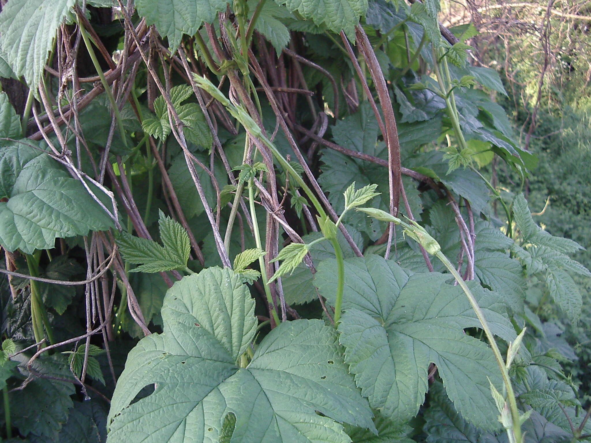 Image of common hop