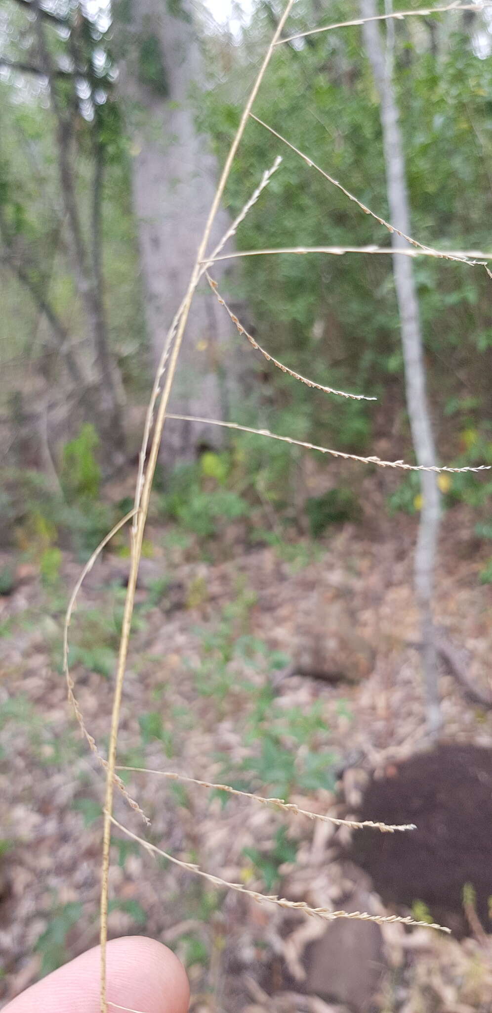 Image of Australian sprangletop