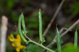 Image de Corydalis curvisiliqua Engelm. ex A. Gray