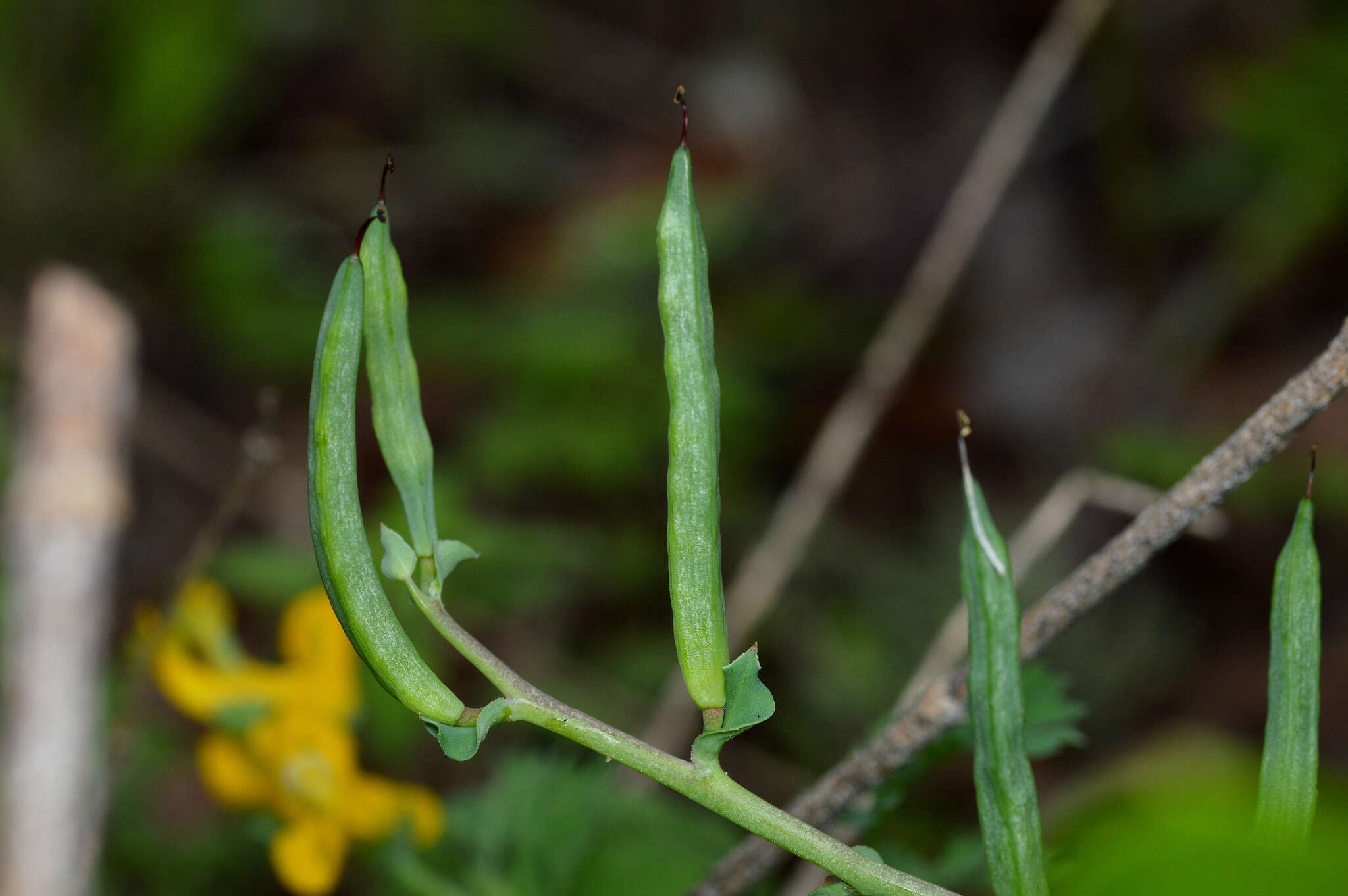 Image de Corydalis curvisiliqua Engelm. ex A. Gray