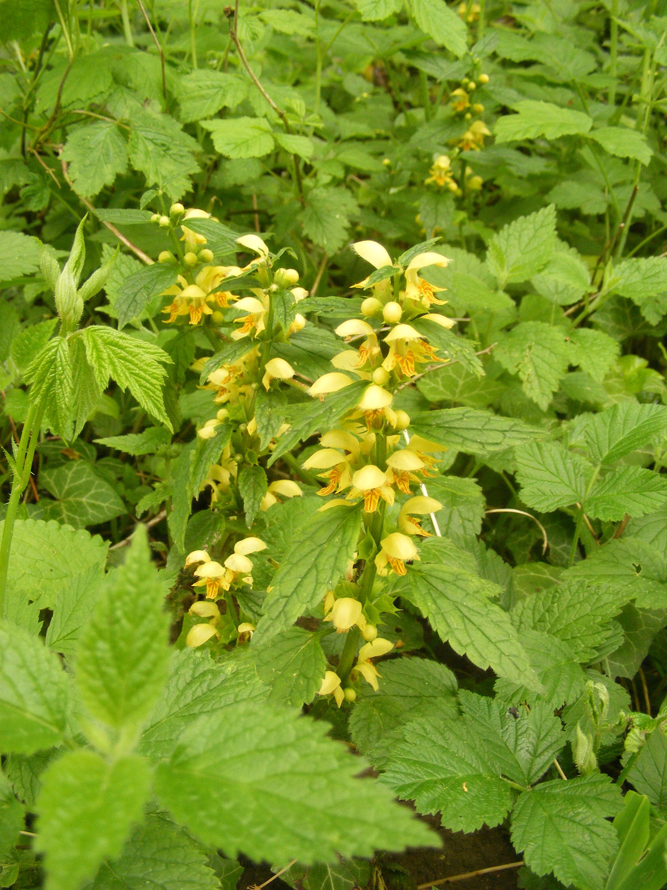 Imagem de Lamium galeobdolon (L.) L.