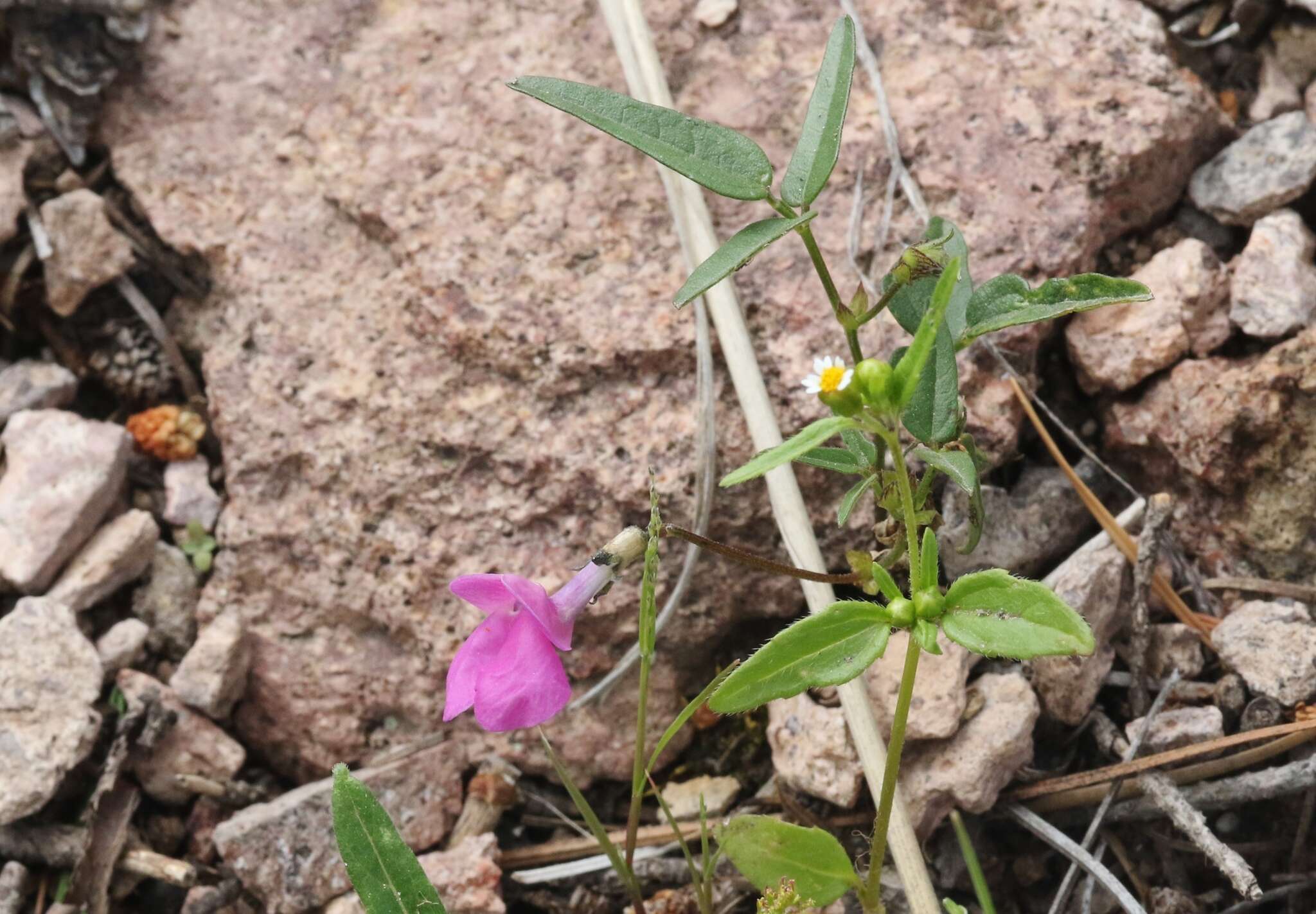 Image of Pinos Altos Mountain bean