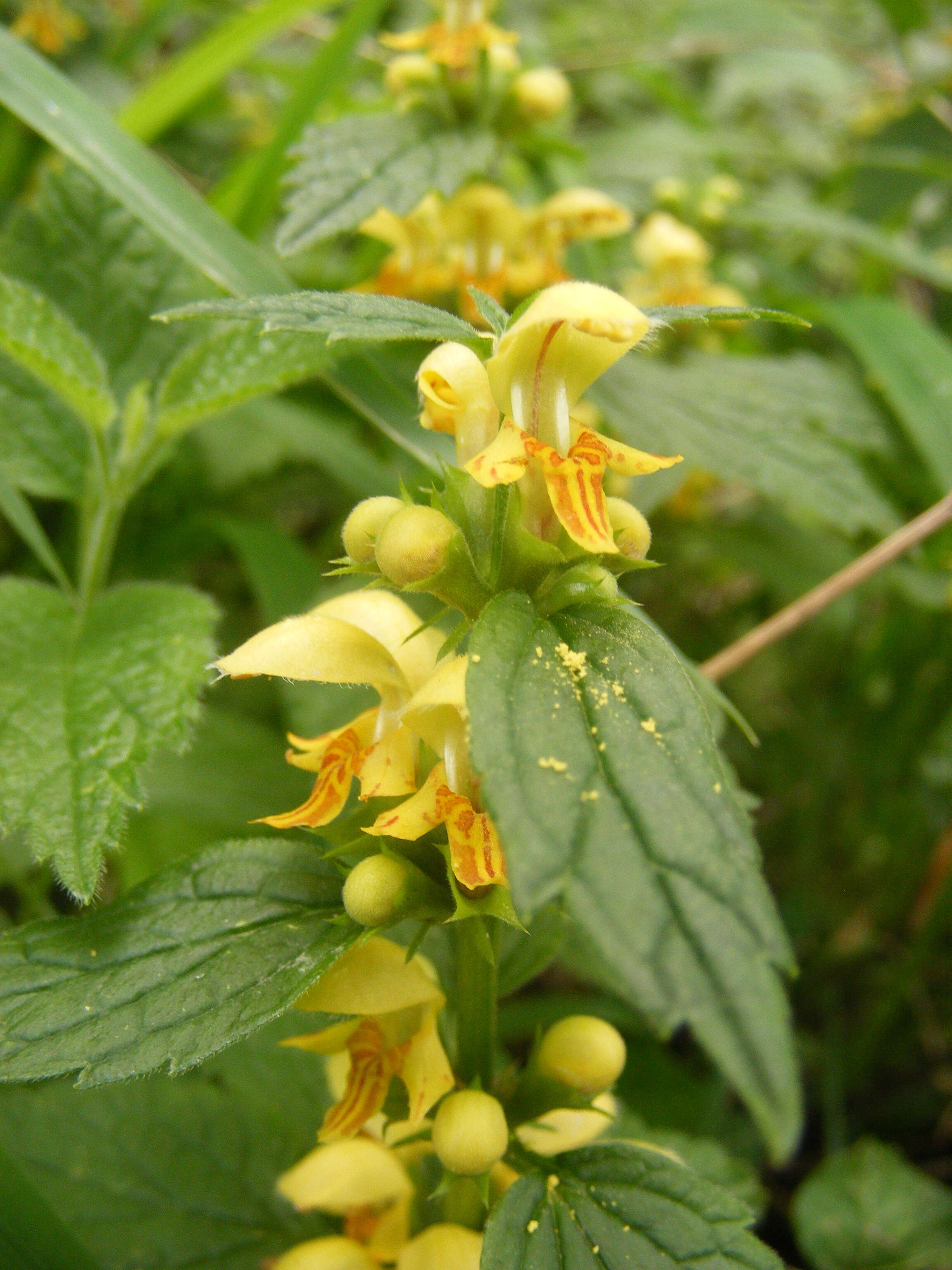 Imagem de Lamium galeobdolon (L.) L.